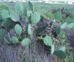 Opuntia bentonii