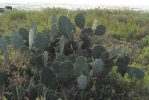 Opuntia bentonii, Galveston Island