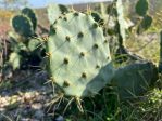 Opuntia bentonii, Dee Agave