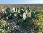 Opuntia bentonii, Dee Agave