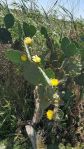 Opuntia bentonii, Anahuac National Wildlife Refuge, TX, Kevin Rowland