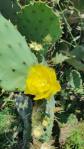 Opuntia bentonii, Anahuac National Wildlife Refuge, TX, Kevin Rowland