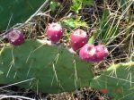 Opuntia bentonii, fruit