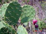 Opuntia bentonii