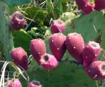 Opuntia bentonii, fruit, Galveston Island, TX