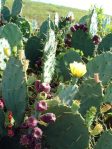 Opuntia bentonii