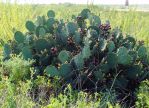 Opuntia bentonii, Sea Rim State Park, TX