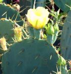 Opuntia bentionii, TX Gulf Coast