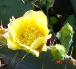 Opuntia bentonii, flower