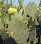 Opuntia bentonii