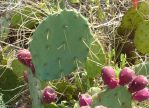 Opuntia bentonii, fruit