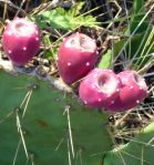 Opuntia bentonii, Sea Rim State Park, TX