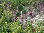 Opuntia bentonii