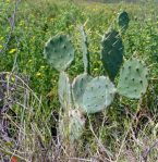 Opuntia bentonii, Sea Rim State Park, TX