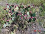 Opuntia bentonii, Sea Rim State Park, TX