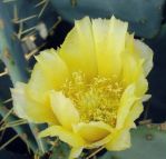 Opuntia bentonii, flower