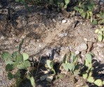 Opuntia blakeana, greater Tucson, AZ