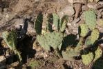 Opuntia blakeana, stressed plant, Tumamoc Mt, Tucson, AZ