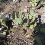 Opuntia blakeana, greater Tucson, AZ