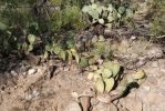 Opuntia blakeana, stressed plant, Tumamoc Mt, Tucson, AZ