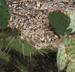 Opuntia blakeana, greater Tucson, AZ