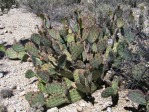 Opuntia blakeana