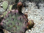 Opuntia blakeana, south side of Tuscon Mts