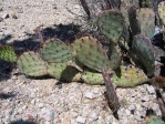 Opuntia blakeana, south side of Tuscon Mts