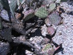 Opuntia blakeana, south side of Tuscon Mts