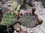 Opuntia blakeana, south side of Tuscon Mts