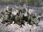 Opuntia blakeana, south side of Tuscon Mts