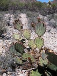 Opuntia blakeana