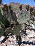 Opuntia blakeana