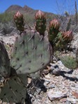 Opuntia blakeana, flower buds, south side of Tuscon Mts