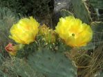 Opuntia cacanapa