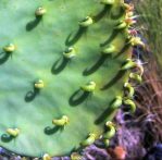 Opuntia cacanapa