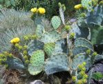 Opuntia cacanapa