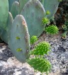 Opuntia cacanapa 'Ellisiana'