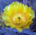 Opuntia cacanapa