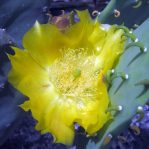 Opuntia cacanapa 'Ellisiana'