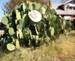 Opuntia cacanapa 'Ellisiana'