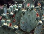 Opuntia cacanapa