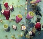 Opuntia cacanapa