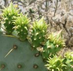 Opuntia cacanapa