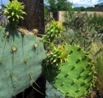 Opuntia cacanapa