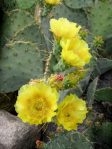 Opuntia cacanapa, Los Imagines, TX