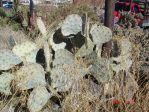 Opuntia cacanapa, very cold weather