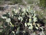 Opuntia cacanapa, near Uvalde, TX, Hayes Jackson