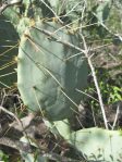 Opuntia cacanapa, Zapata, TX