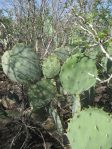 Opuntia cacanapa, Zapata, TX